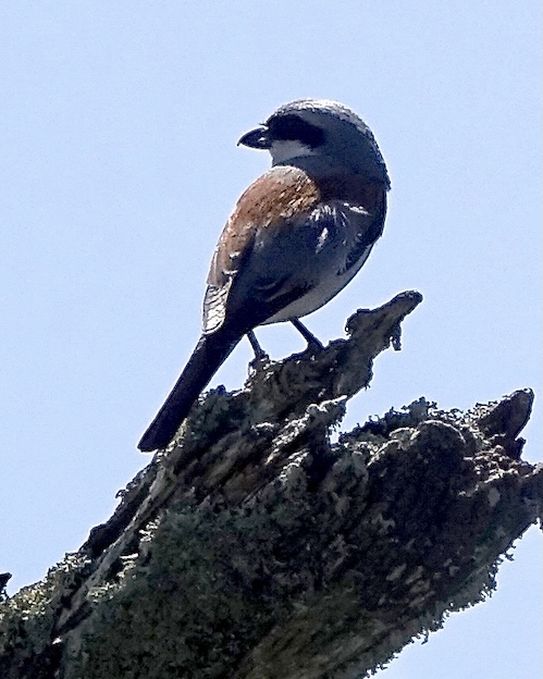 red-backed shrike